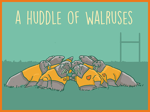 walruses.jpg